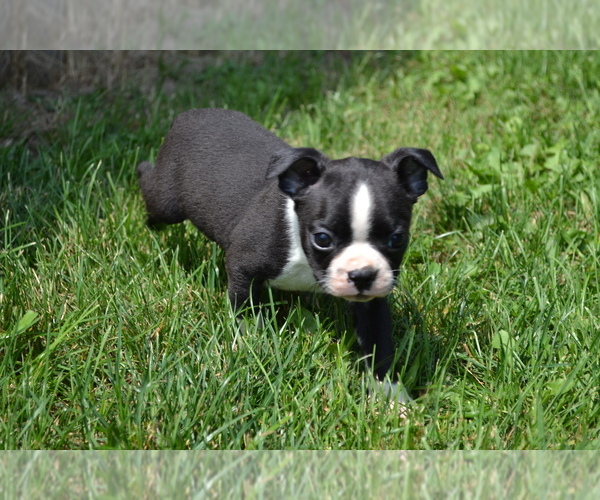 Medium Photo #2 Boston Terrier Puppy For Sale in GREENWOOD, WI, USA
