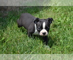 Small Photo #2 Boston Terrier Puppy For Sale in GREENWOOD, WI, USA