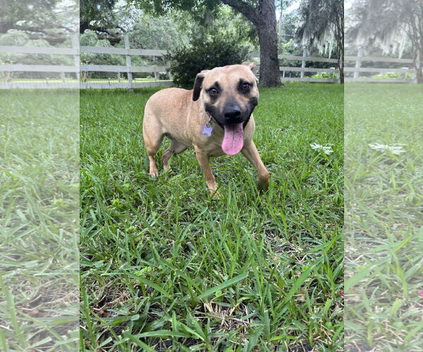 Medium Photo #2 Mutt Puppy For Sale in  Gainesville, FL, USA