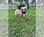 Small #1 Mutt