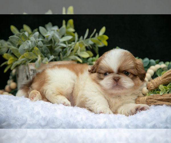 Medium Photo #12 Shih Tzu Puppy For Sale in CLARE, MI, USA