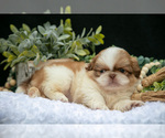 Small Photo #12 Shih Tzu Puppy For Sale in CLARE, MI, USA