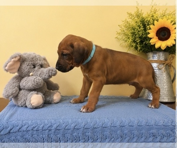 Medium Photo #8 Rhodesian Ridgeback Puppy For Sale in MADISON, GA, USA
