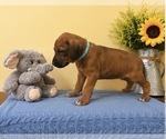 Small #7 Rhodesian Ridgeback