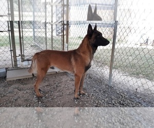 Father of the Malinois puppies born on 04/30/2022