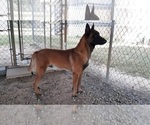 Small Photo #1 Malinois Puppy For Sale in MOULTRIE, GA, USA