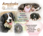 Small Photo #1 Bernedoodle Puppy For Sale in WEST SALEM, OH, USA