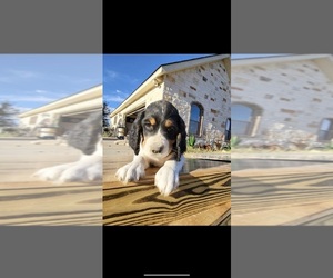 English Springer Spaniel Puppy for sale in LAVERNIA, TX, USA