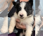Small Photo #4 Border Collie Puppy For Sale in BLANCO, TX, USA