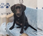 Small Labrador Retriever