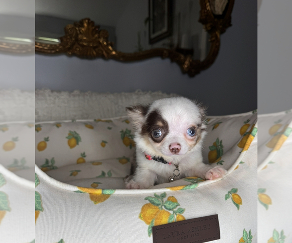 Medium Photo #10 Chihuahua Puppy For Sale in CHARLOTTE, NC, USA