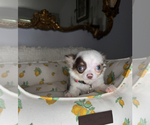 Small #9 Chihuahua