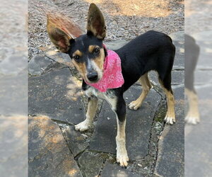 Feist Terrier-Unknown Mix Dogs for adoption in Warrenton, VA, USA