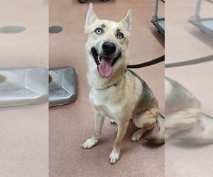 Gerberian Shepsky Dogs for adoption in Ogden, UT, USA