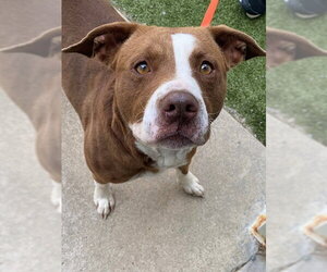 Mutt Dogs for adoption in Fayetteville, NC, USA