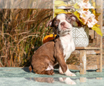 Puppy Echo Boston Terrier