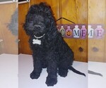 Small Photo #1 Goldendoodle Puppy For Sale in DICKSON, TN, USA