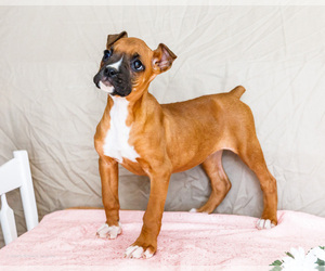 Boxer Puppy for sale in WAKARUSA, IN, USA