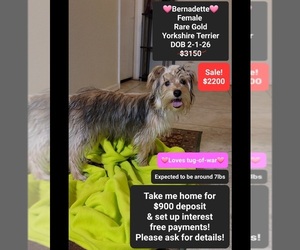 Yorkshire Terrier Puppy for sale in TUCSON, AZ, USA
