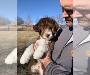 Medium Aussie-Poo-Goldendoodle Mix