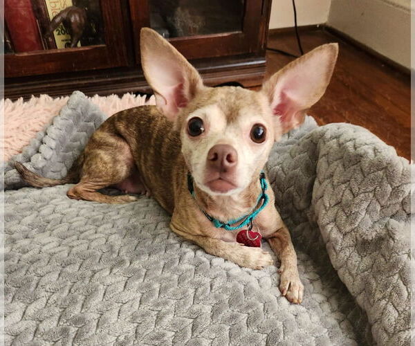 Medium Photo #1 Chihuahua Puppy For Sale in Arlington, VA, USA