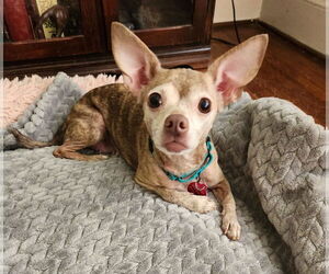 Chihuahua Dogs for adoption in Arlington, VA, USA
