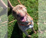 Small #4 American Pit Bull Terrier