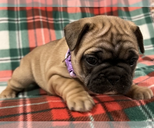 Medium Photo #6 French Bulldog Puppy For Sale in BOLIVAR, MO, USA