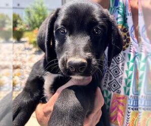 Labrador Retriever-Unknown Mix Dogs for adoption in Sterling, MA, USA