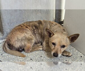 Chihuahua Dogs for adoption in Lodi, CA, USA