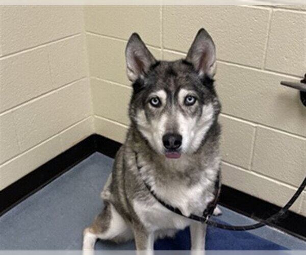 Medium Photo #1 Siberian Husky Puppy For Sale in Denver, CO, USA