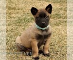 Small #2 Belgian Malinois