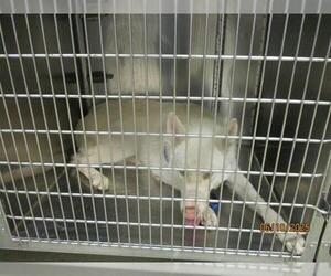 Siberian Husky Dogs for adoption in Oklahoma City, OK, USA