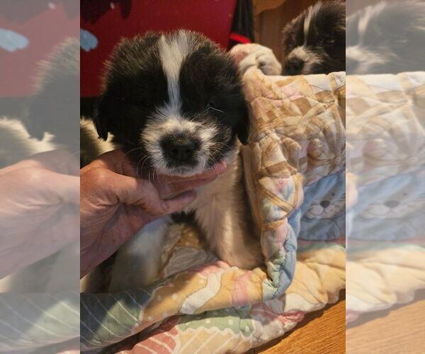 Medium Photo #15 Newfoundland Puppy For Sale in SPRAGUE, WA, USA