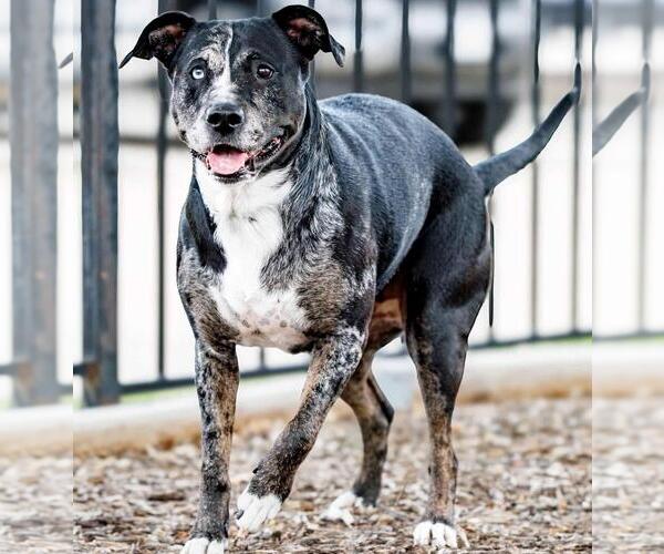 Medium Photo #25 Catahoula Leopard Dog-Labrador Retriever Mix Puppy For Sale in Rockwall, TX, USA