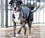 Small #24 Catahoula Leopard Dog-Labrador Retriever Mix