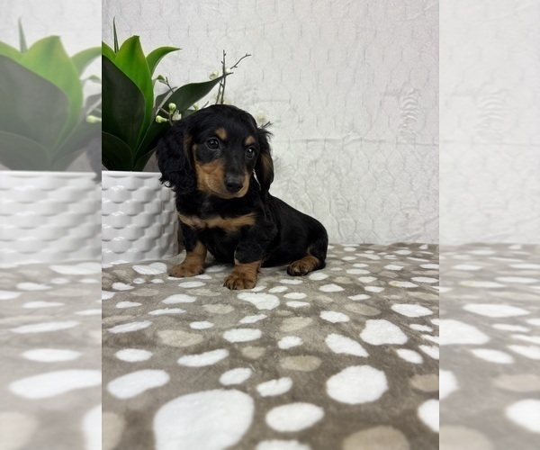 Medium Photo #6 Dachshund Puppy For Sale in INDIANAPOLIS, IN, USA