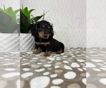 Small #5 Dachshund