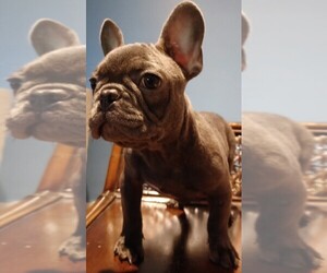 French Bulldog Puppies For Sale Near Tampa Florida Usa Page 1 10 Per Page Puppyfinder Com