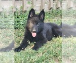 Small Photo #7 German Shepherd Dog Puppy For Sale in BURLESON, TX, USA
