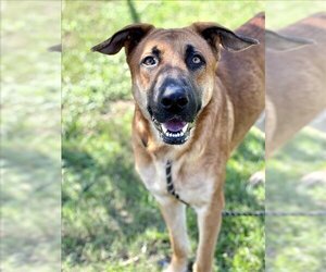 German Shepherd Dog Dogs for adoption in Conroe, TX, USA