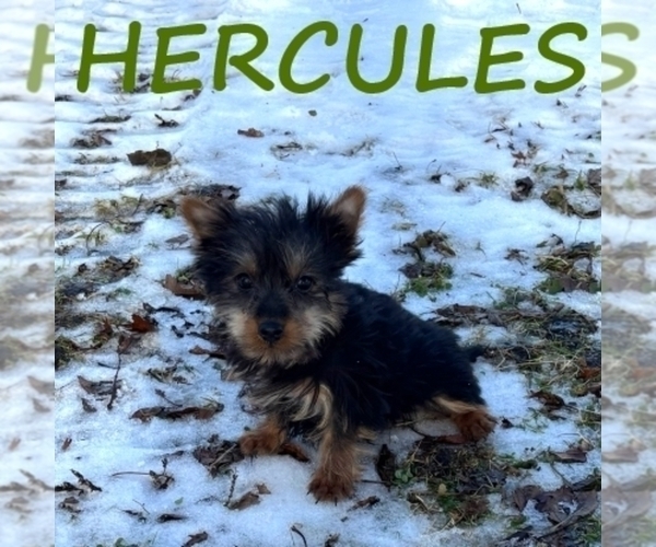 Medium Photo #1 YorkiePoo Puppy For Sale in HARTLAND, MN, USA