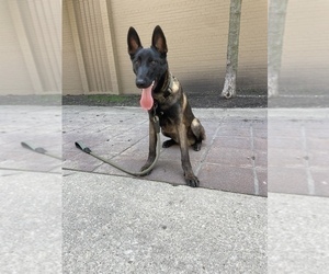 Belgian Malinois Puppy for Sale in CHICAGO, Illinois USA