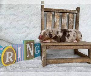 Australian Shepherd Puppy for sale in LEXINGTON, NE, USA