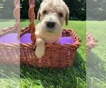 Small Photo #13 Labradoodle Puppy For Sale in DURHAM, CA, USA