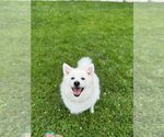 Small #19 Pomeranian Mix