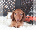Small #5 Dachshund