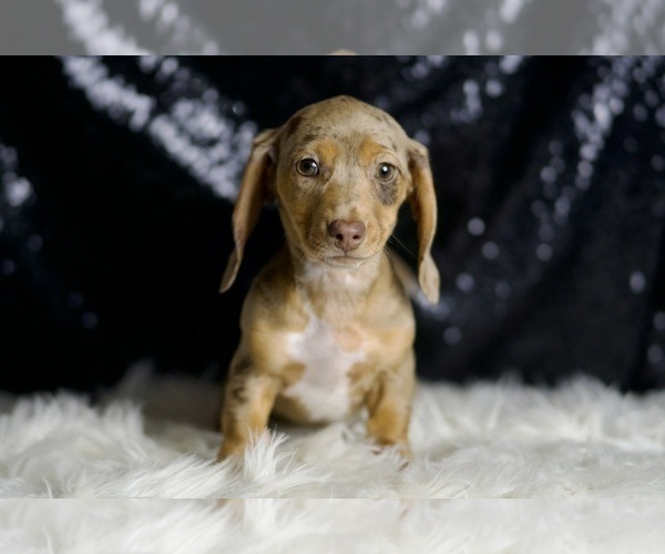 Medium Photo #7 Dachshund Puppy For Sale in WARSAW, IN, USA