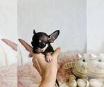 Small #6 Chihuahua
