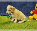 Small #4 Catahoula Leopard Dog